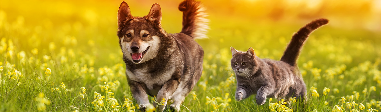 Schmerztherapie bei Hunden und Katzen