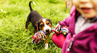 Skelettentwicklungsstoerungen beim Hund