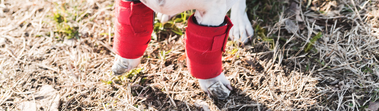 Aseptische Femurkopfnekrose bei Hunden