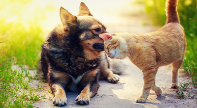 Gelenkprobleme bei Hunden und Katzen