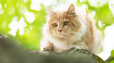 Gelenkprobleme bei der Katze