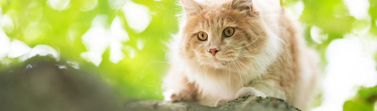 Gelenkprobleme bei der Katze erkennen