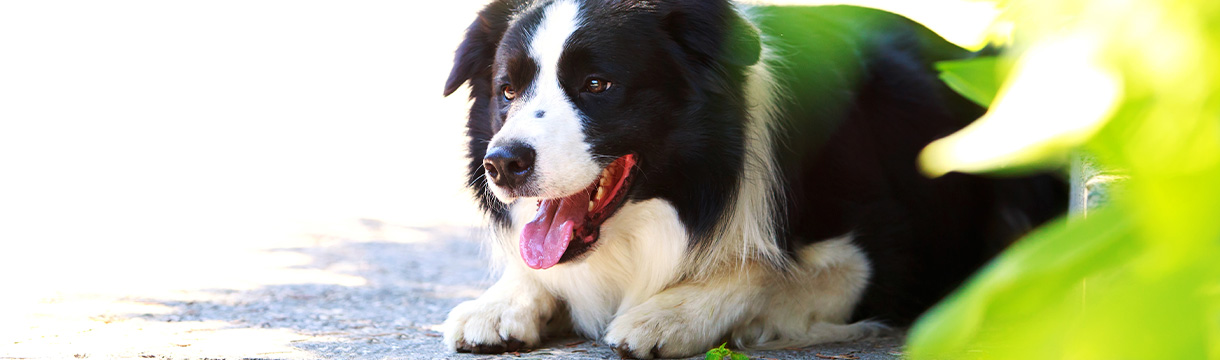 Gelenkprobleme beim Hund erkennen