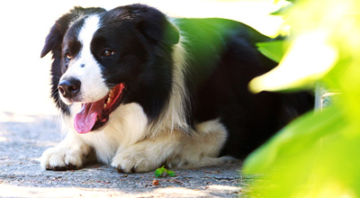 Gelenkprobleme erkennen beim Hund