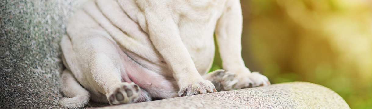 Abnehmtipps für Hunde