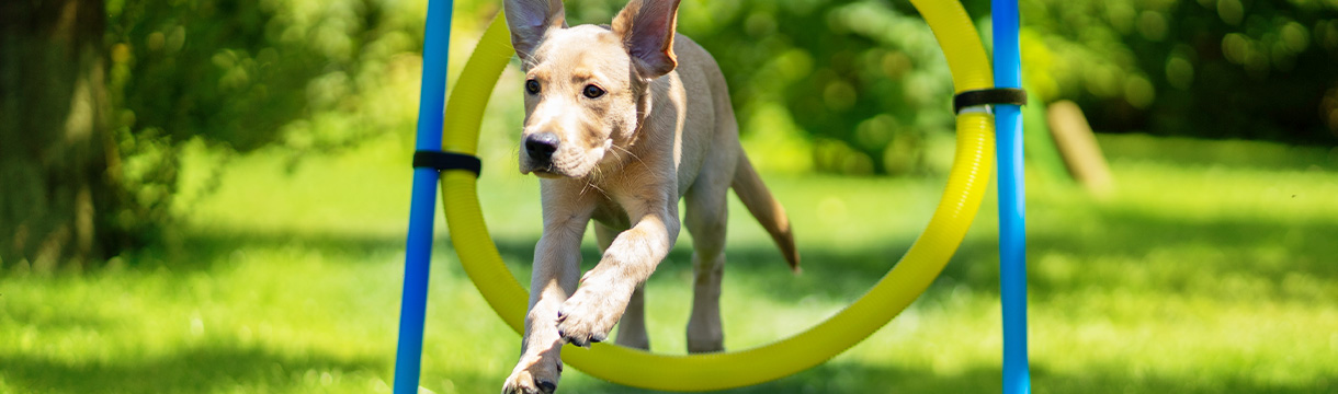 der sportliche Hund