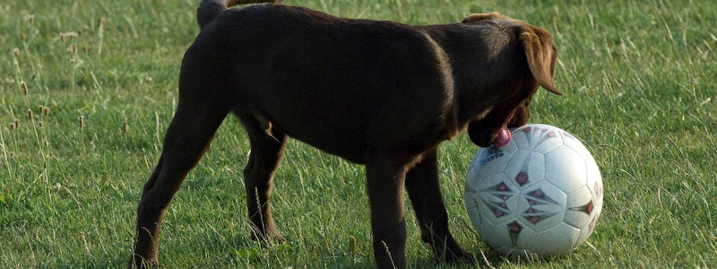 Regeln des Hundesports