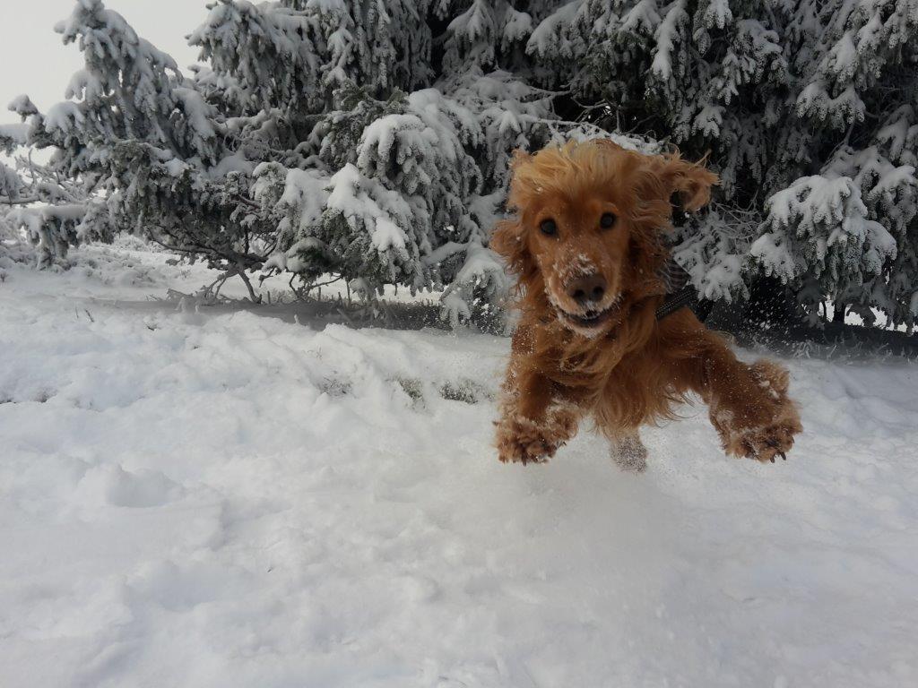 spielen im Schnee