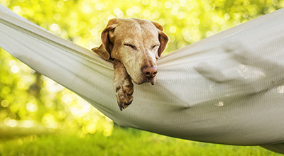 Wie schläft Hund am besten