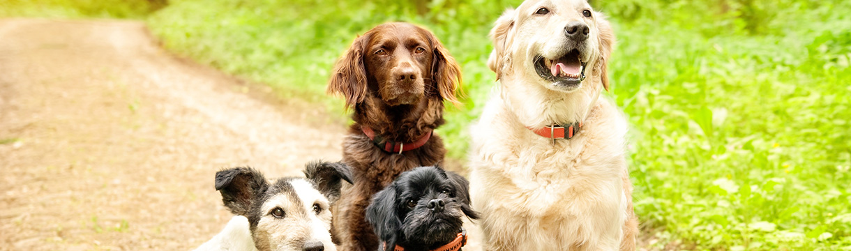 IST IHR HUND EIN RISIKOTYP FÜR GELENKPROBLEME?